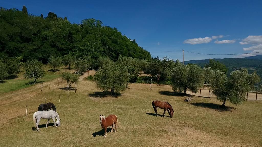 Podere Il Poggiolo Villa Rufina Eksteriør billede